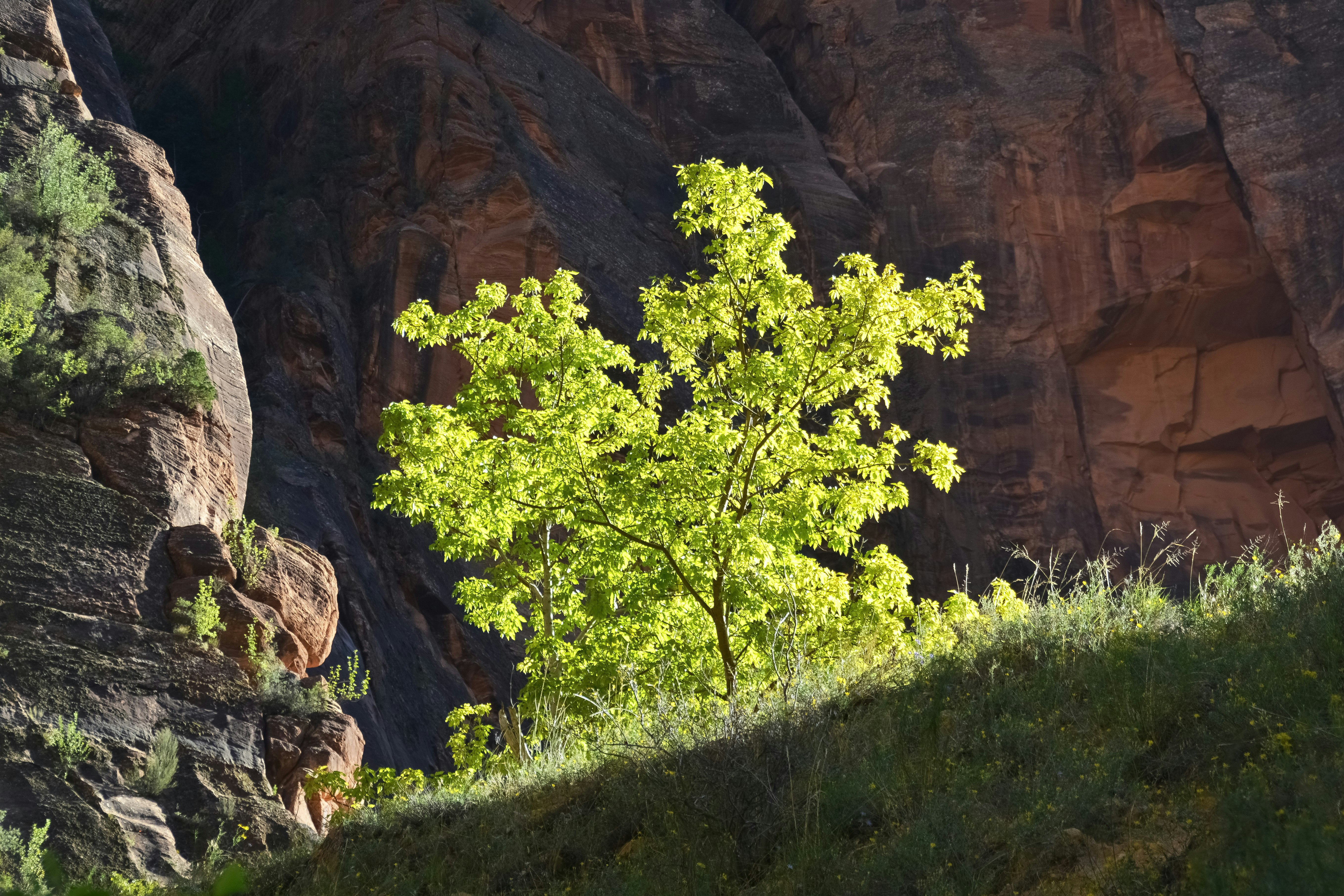 green grass field near brown rock formation during daytime